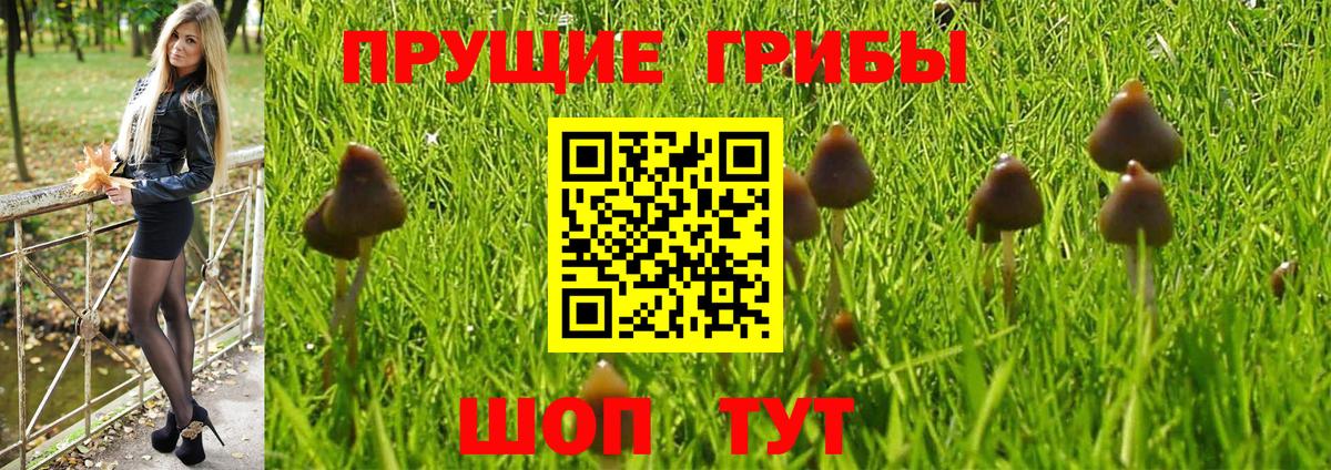 Псилоцибиновые грибы Psilocybine cubensis  Вход с VPN  Лосино-Петровский 